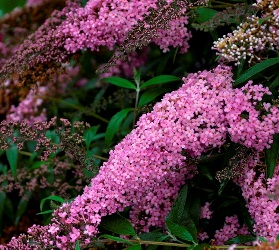 Pink Cascade Butterfly Bush, Buddleja 'Pink Cascade' 